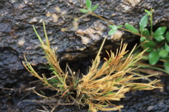 Oropetium thomaeum